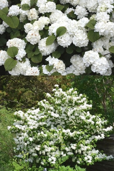 Popcorn Snowball Viburnum Bush