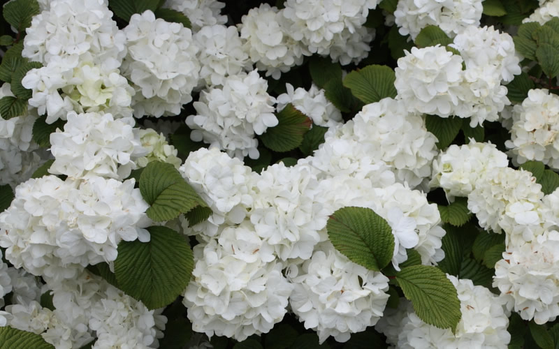 Popcorn Snowball Viburnum Bush