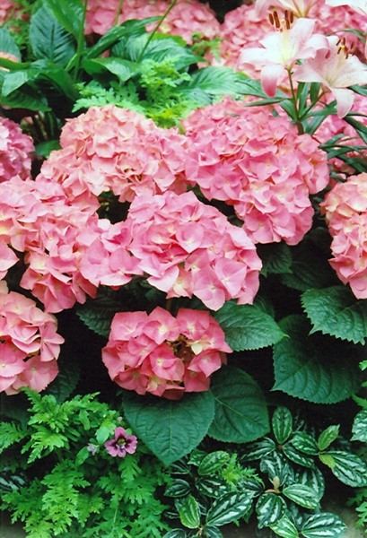 Merritts Supreme Hydrangea