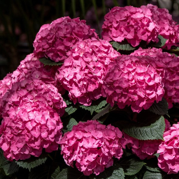 Merritts Supreme Hydrangea