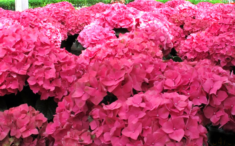 Merritts Supreme Hydrangea