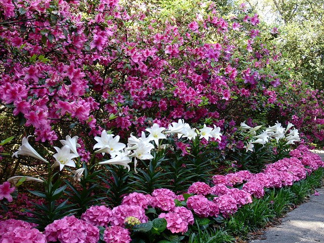 Merritts Supreme Hydrangea
