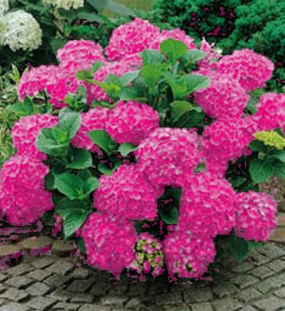 Merritts Supreme Hydrangea