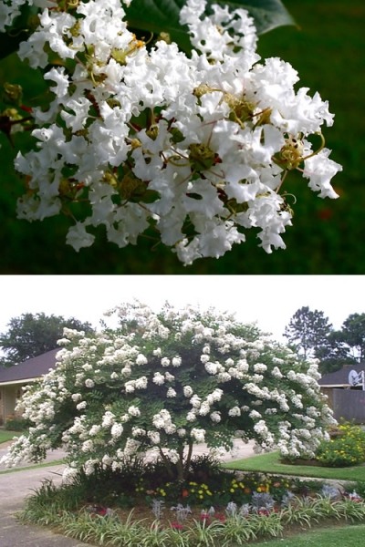 Acoma Weeping White Crape Myrtle
