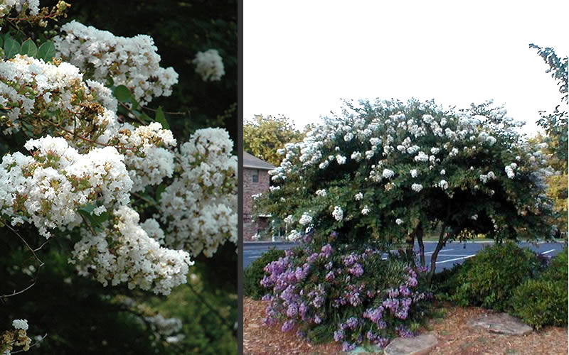 Acoma Weeping White Crape Myrtle