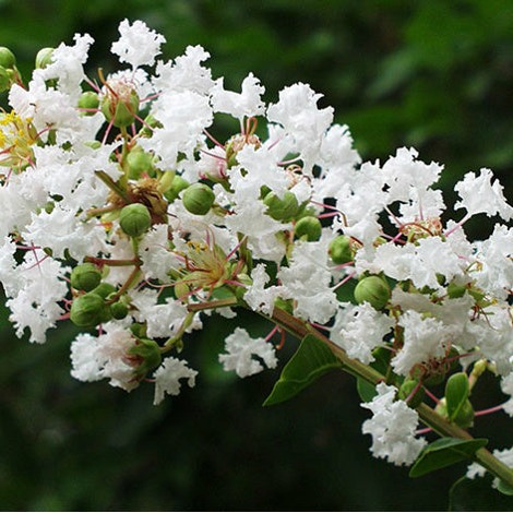 Acoma Weeping White Crape Myrtle