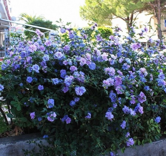 Blue Chiffon Rose of Sharon