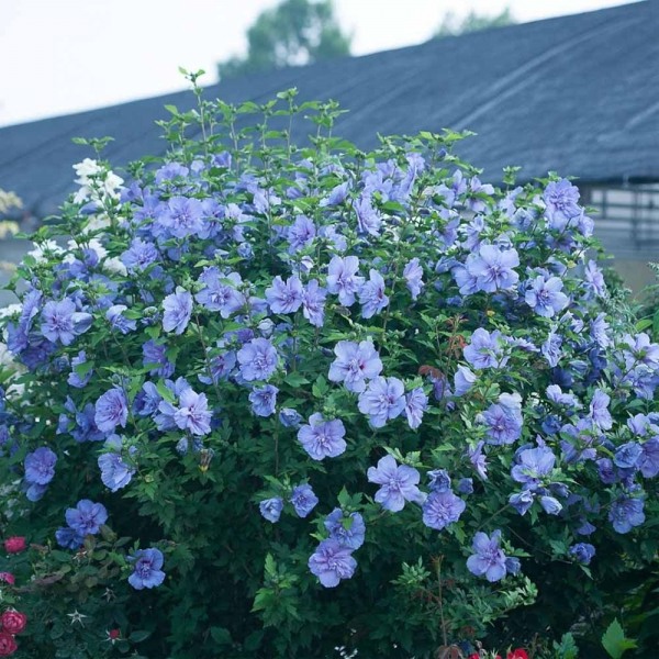 Blue Chiffon Rose of Sharon