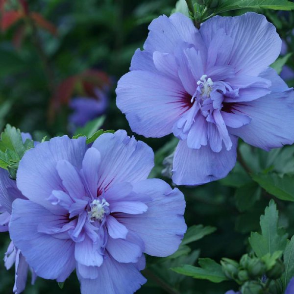 Blue Chiffon Rose of Sharon