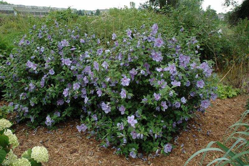 Blue Chiffon Rose of Sharon