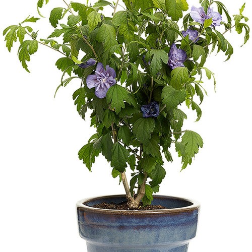 Blue Chiffon Rose of Sharon