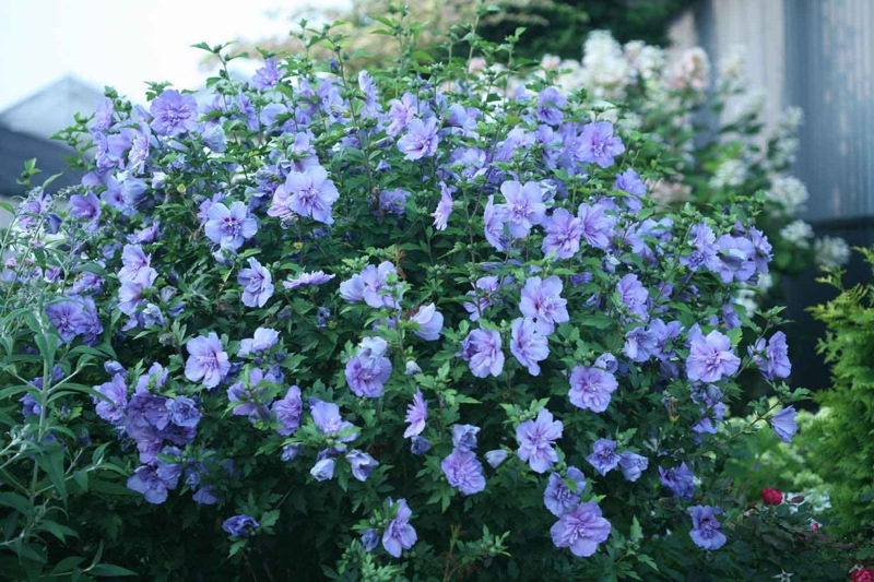 Blue Chiffon Rose of Sharon