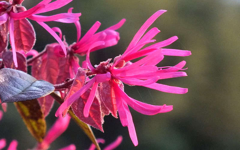 Purple Pixie Loropetalum