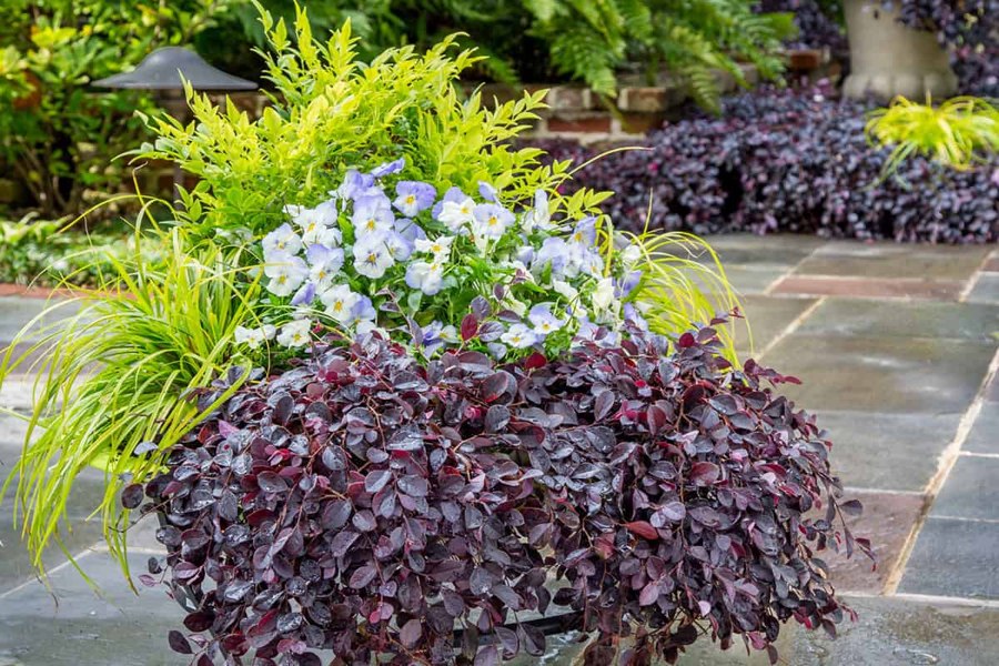 Purple Pixie Loropetalum