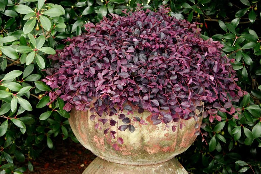 Purple Pixie Loropetalum