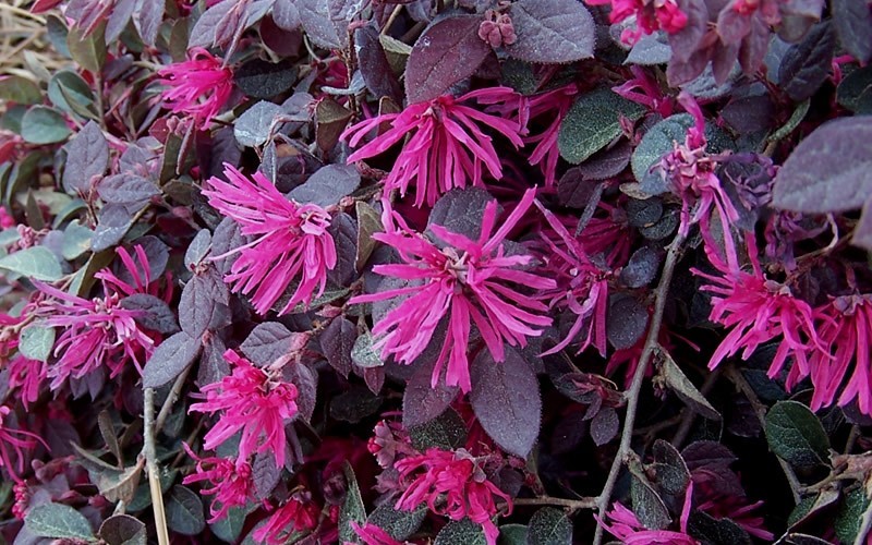 Purple Pixie Loropetalum