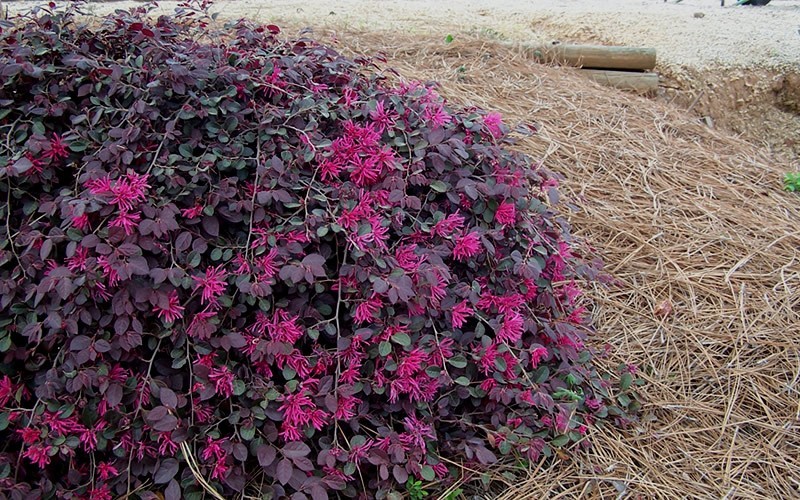 Purple Pixie Loropetalum