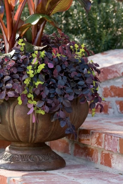 Purple Pixie Loropetalum