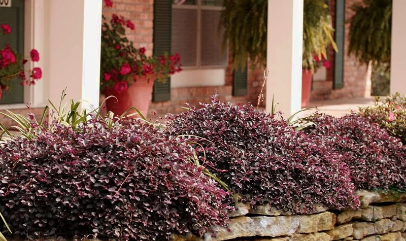 Purple Pixie Loropetalum