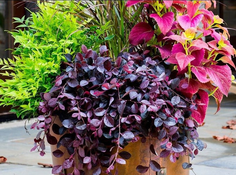 Purple Pixie Loropetalum