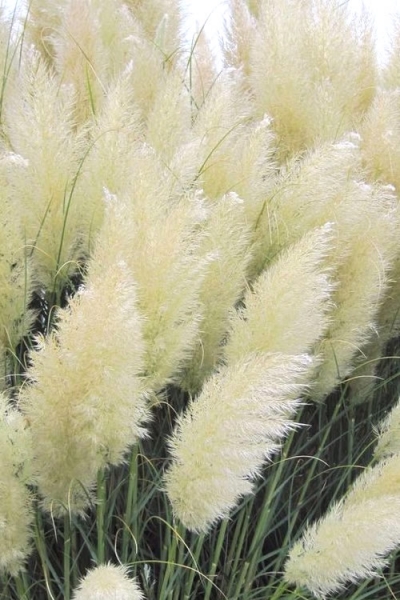White Pampas Grass