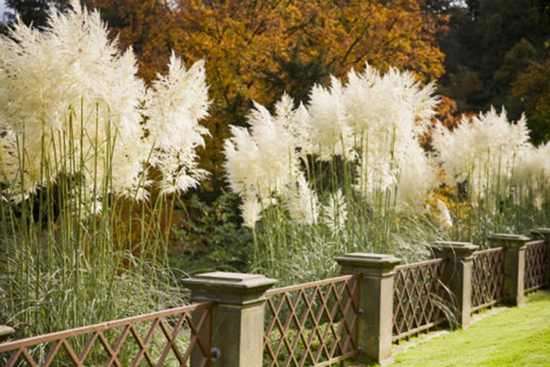 White Pampas Grass
