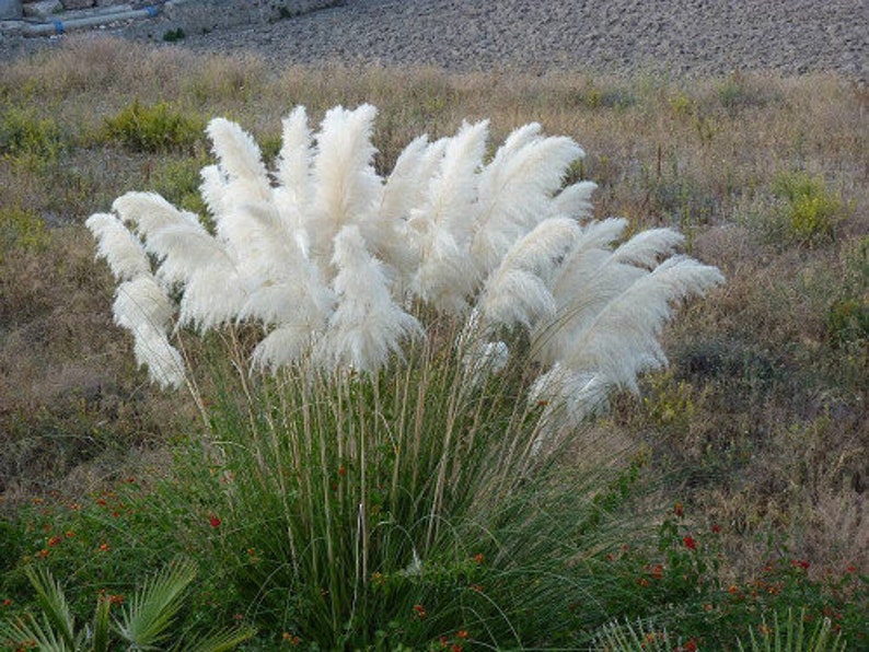 White Pampas Grass