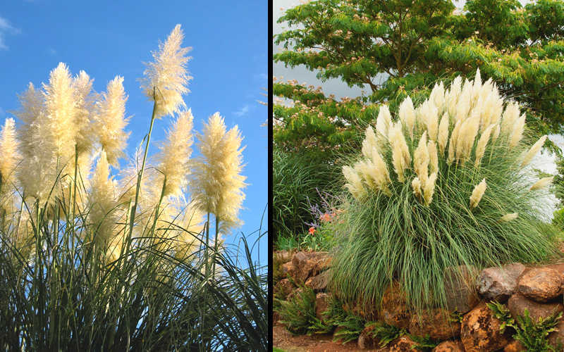 White Pampas Grass