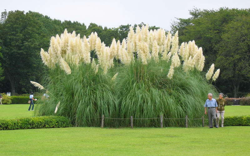 White Pampas Grass