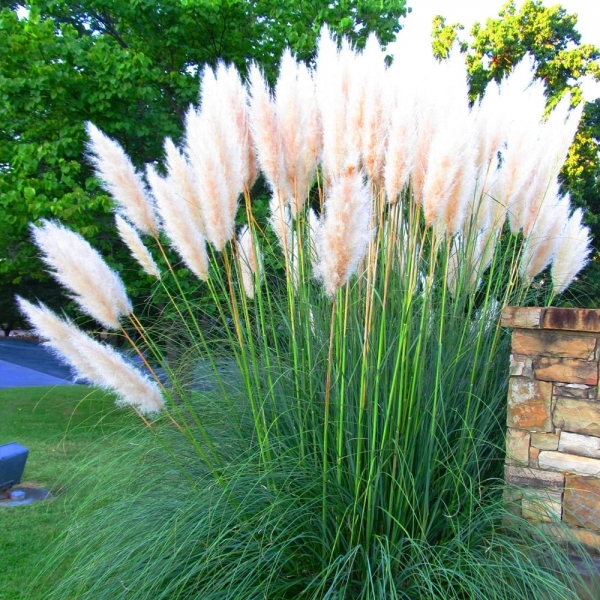 White Pampas Grass
