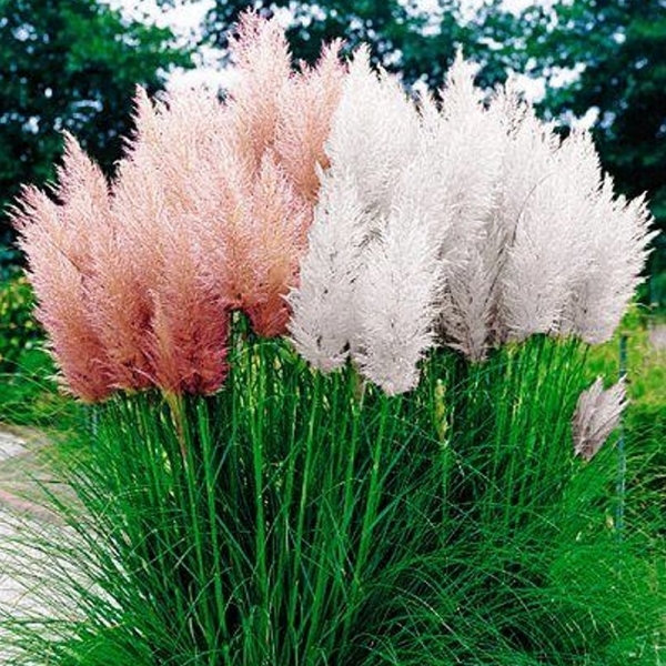White Pampas Grass