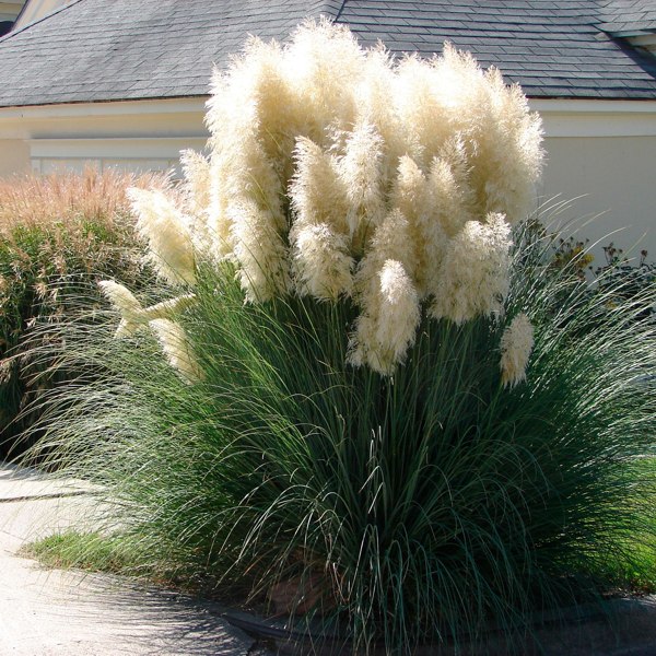 White Pampas Grass