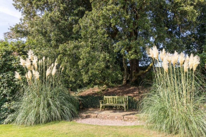 White Pampas Grass