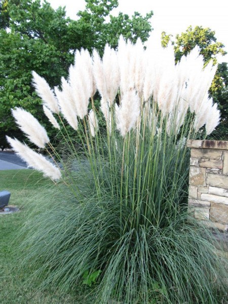 White Pampas Grass