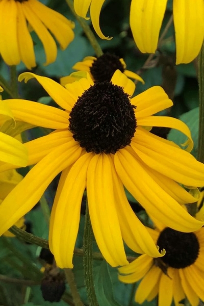 Goldsturm Black Eyed Susan Daisy