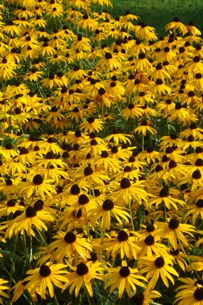 Goldsturm Black Eyed Susan Daisy