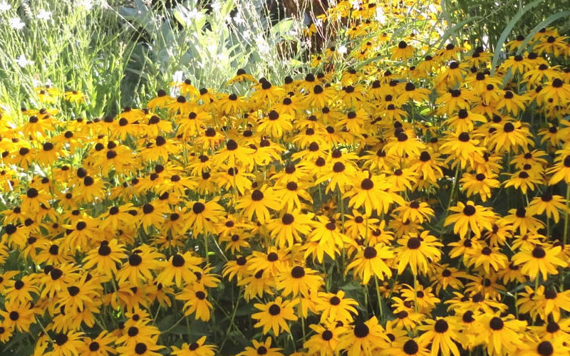 Goldsturm Black Eyed Susan Daisy