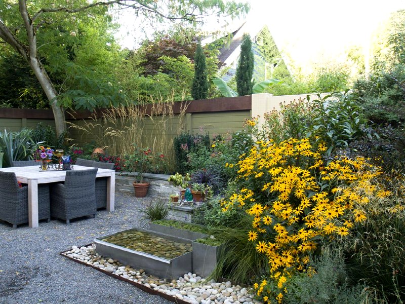 Goldsturm Black Eyed Susan Daisy