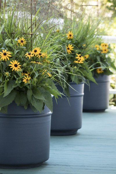 Goldsturm Black Eyed Susan Daisy