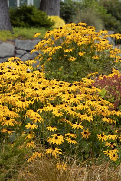 Goldsturm Black Eyed Susan Daisy