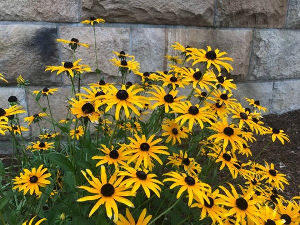 Goldsturm Black Eyed Susan Daisy