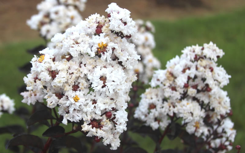 Ebony & Ivory Crape Myrtle