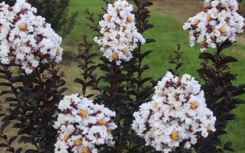 Ebony & Ivory Crape Myrtle