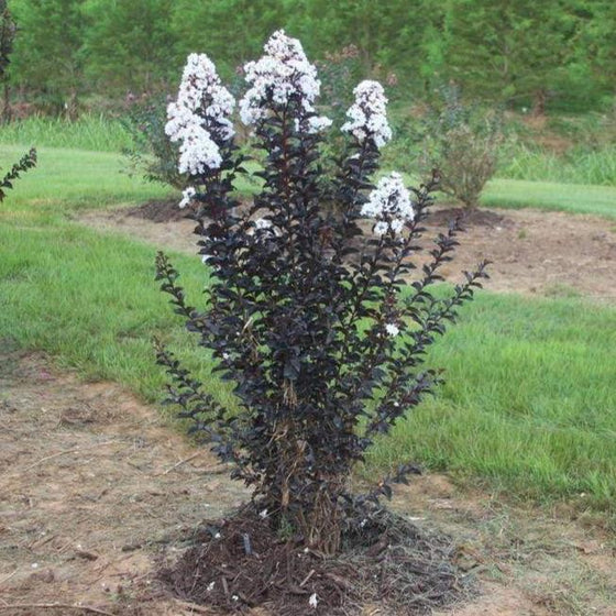 Ebony & Ivory Crape Myrtle