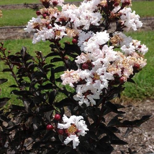 Ebony & Ivory Crape Myrtle