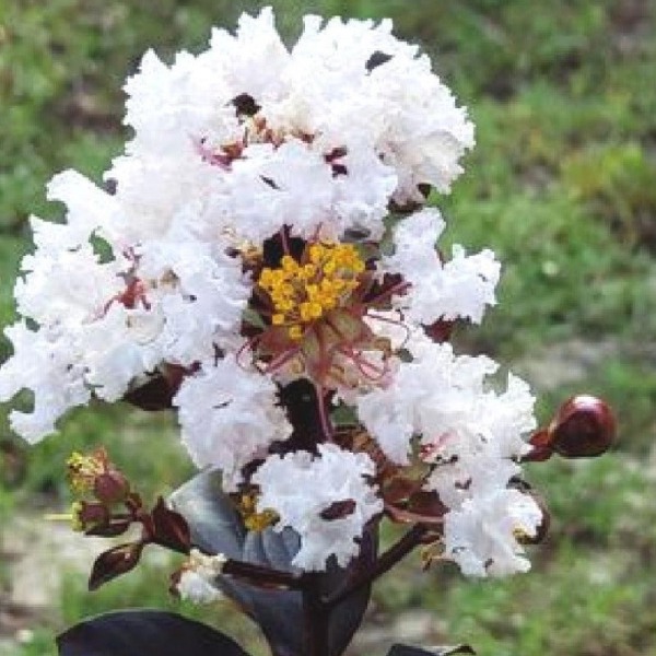 Ebony & Ivory Crape Myrtle