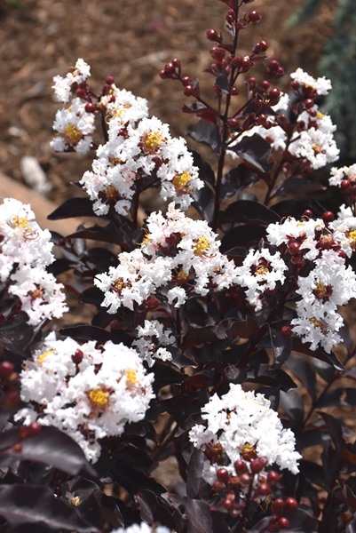 Ebony & Ivory Crape Myrtle