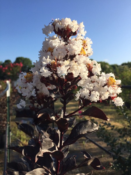 Ebony & Ivory Crape Myrtle