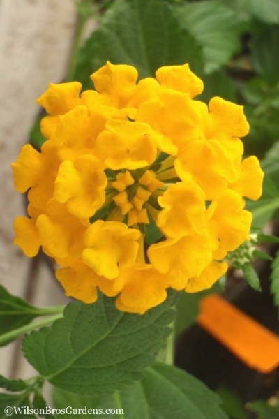 Chapel Hill Gold Hardy Lantana