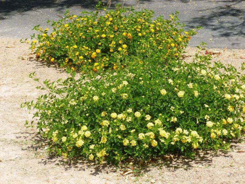 Chapel Hill Gold Hardy Lantana